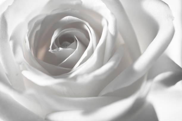 istock rose flowers close up on background. 641145654