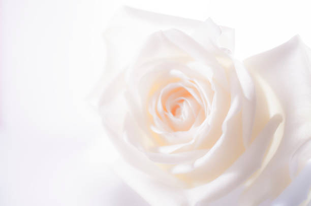 istock rose flowers close up on background. 641145746