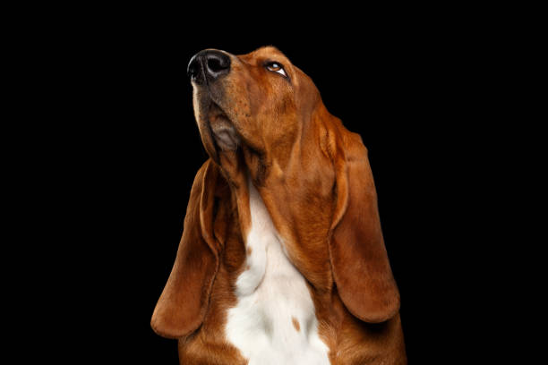 istock Basset Hound on Isolated black background 641145756