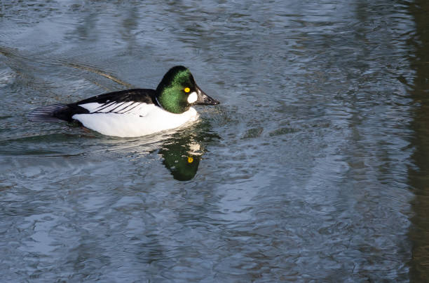 istock Common Goldeneye Swimming in the Cold Blue Water 641146294