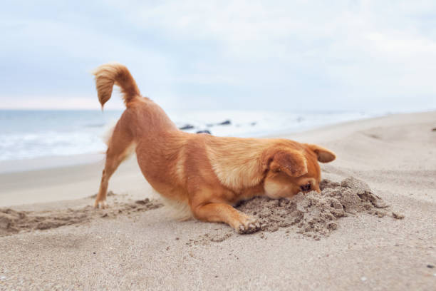 foxy dog en la playa - perro peruano fotografías e imágenes de stock