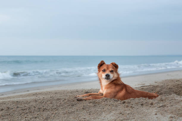istock Foxy dog at the beach 641147122