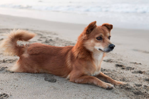 istock Foxy dog at the beach 641147124