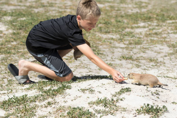 istock Boy Kneeling, Feeding Prairie Dog a Peanut 641147724