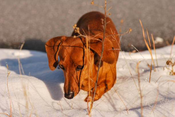 istock Dachshund Walking in Snow 641150284