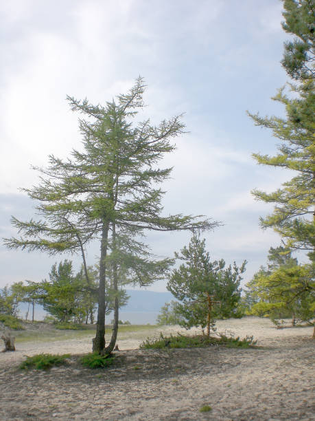 istock Lake Baikal, trees on island Olkhon 641152336