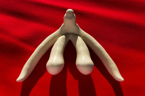 3d printed female sex organ clitoris for human anatomy lessons stock photo