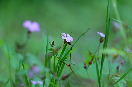 little purple flowers in the forest with selective focus