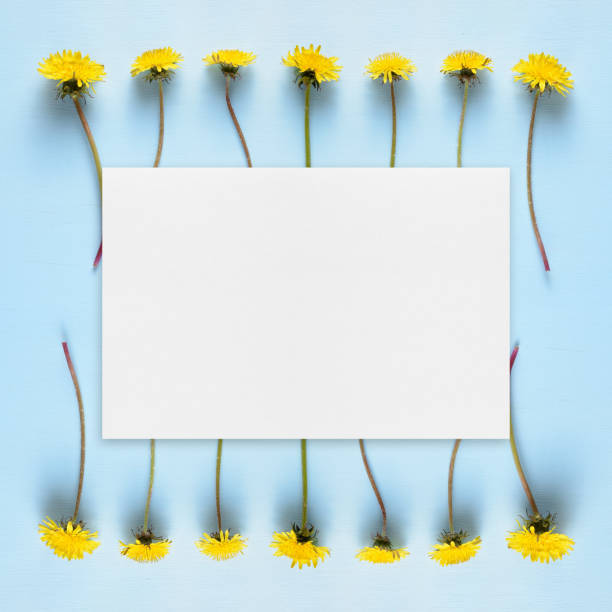istock Dandelions and blank greeting card 641156592