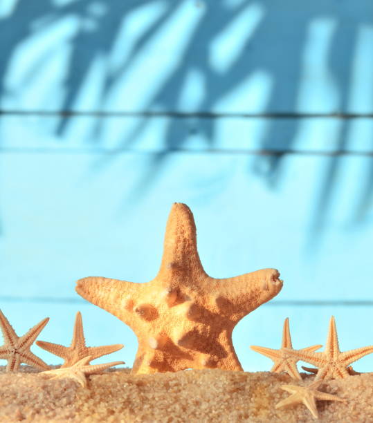 istock Sea sand with starfish on wooden background. 641156888
