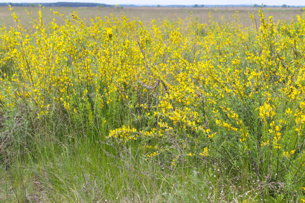 istock Yellow blooming acacia bushes 641157020