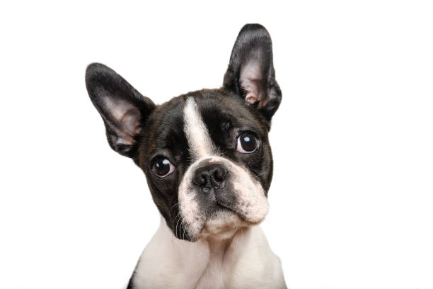 istock Boston terrier puppy isolated on white for copy space use 641157082