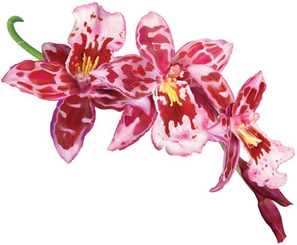 Beallara orchid flower Twig of blooming Beallara orchids flowers. Vector illustration oncidium orchids stock illustrations