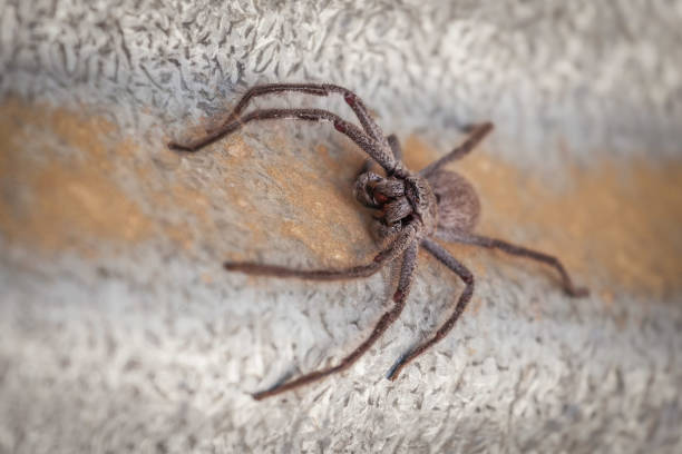 Big Huntsman Spider closeup. Shallow depth of field