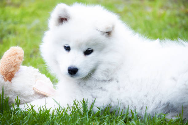 istock Puppy play with toy 641161742