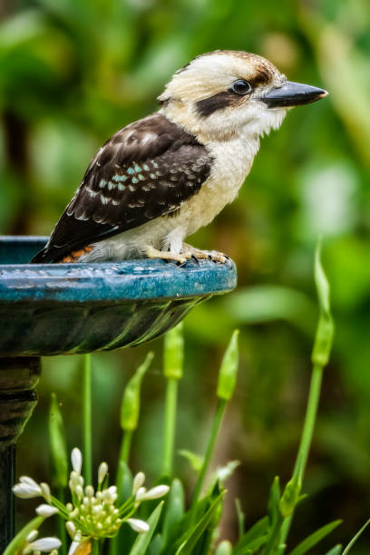 istock Baby Kookaburra 641161760