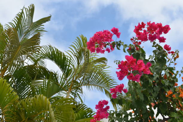 istock Bougainvillea and palm trees 641163864