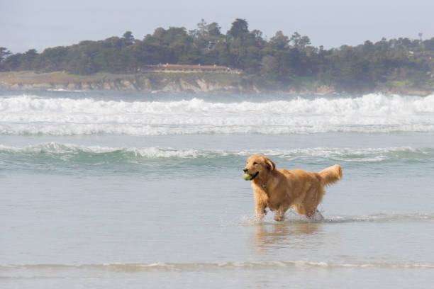 istock Golden Retriever running in the ocean 641163900