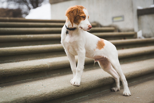 Brittany Spaniel Puppy posing on stairs for portrait