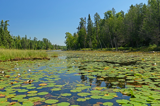 Lily Pads on a Crawford Lake in Quetico Provincial Park in Ontario