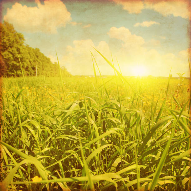 istock Sunset over grass field. Grunge photo. 641165700
