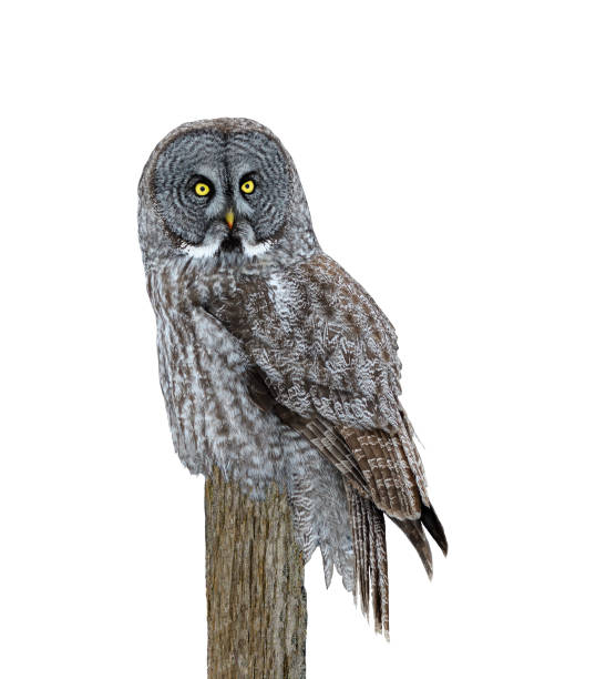 great gray owl on white background, isolated - great white owl imagens e fotografias de stock