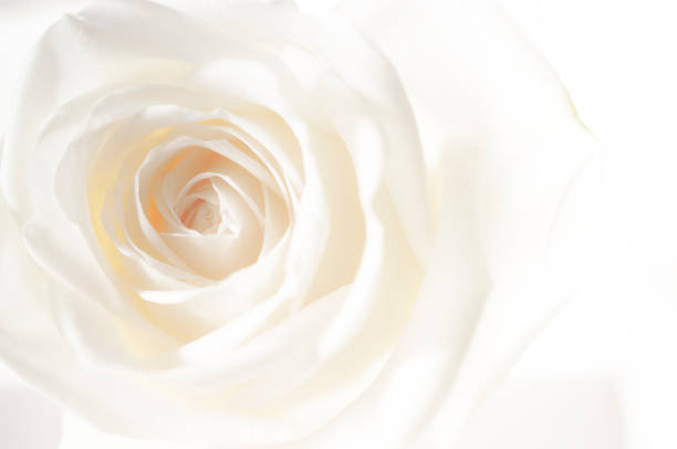 istock rose flowers close up on background. 641166622