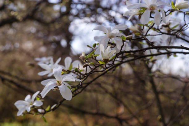 istock Branch with magnolia flowers 641166662