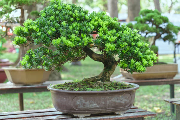 istock Green bonsai tree in a pot plant 641167648