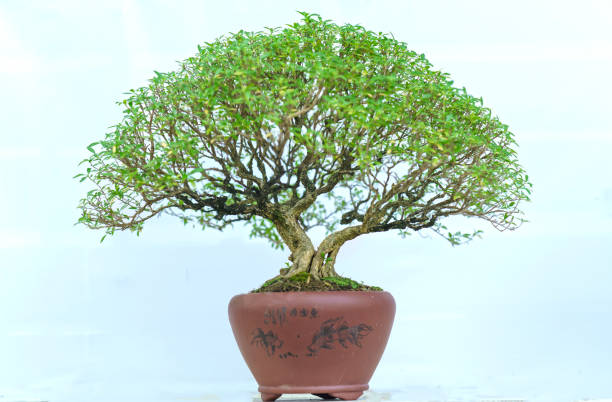 istock Green bonsai tree in a pot plant 641167730