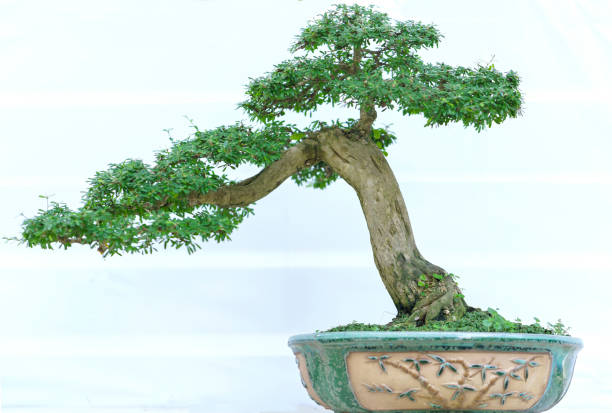istock Green bonsai tree in a pot plant 641167736
