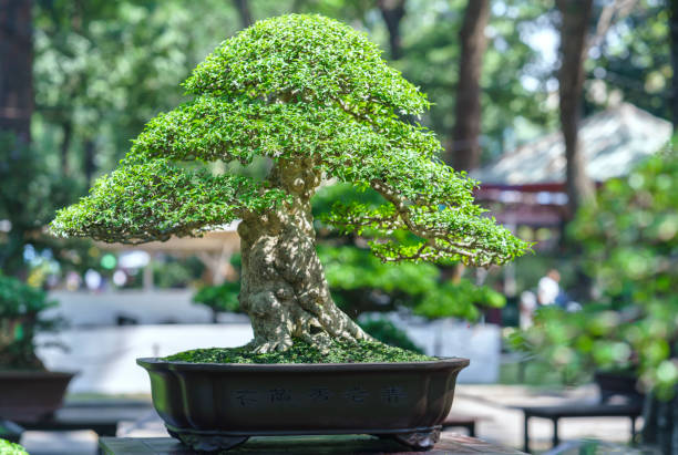 istock Green bonsai tree in a pot plant 641167754