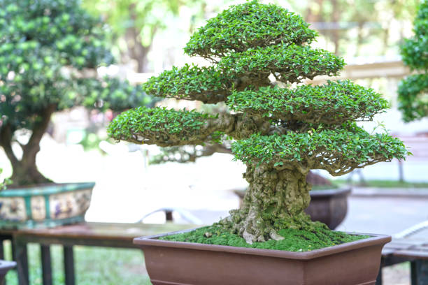 istock Green bonsai tree in a pot plant 641167772