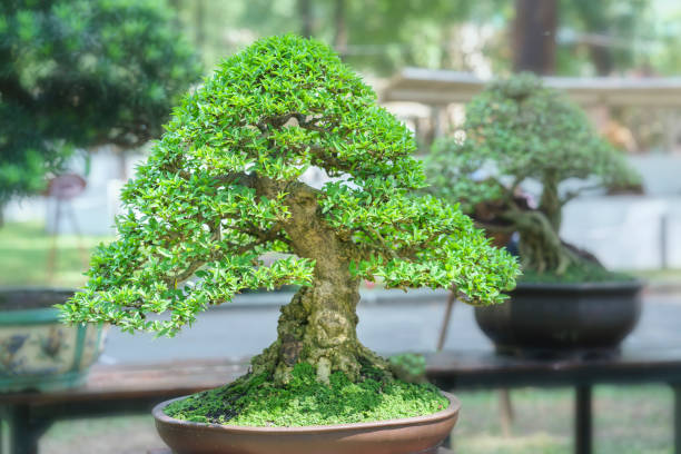 istock Green bonsai tree in a pot plant 641167788