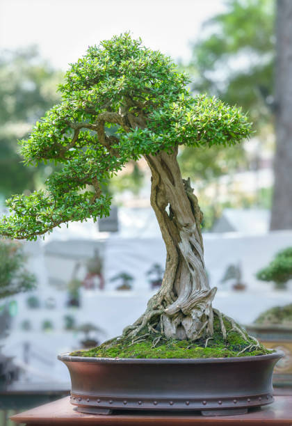 istock Green bonsai tree in a pot plant 641167810