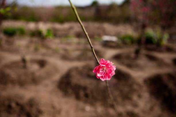 istock peach flowers blossom in Spring 641167886
