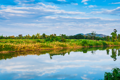 River Plant Mountain and Sky