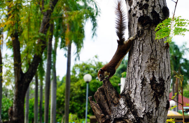istock Squirrel climbing down a tree. small furry animal looking curious. 641169824