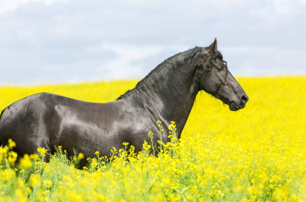 istock Portrait of a horse. 641170064