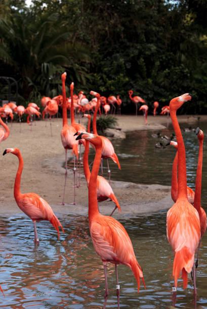 istock Pink Caribbean flamingo 641170272