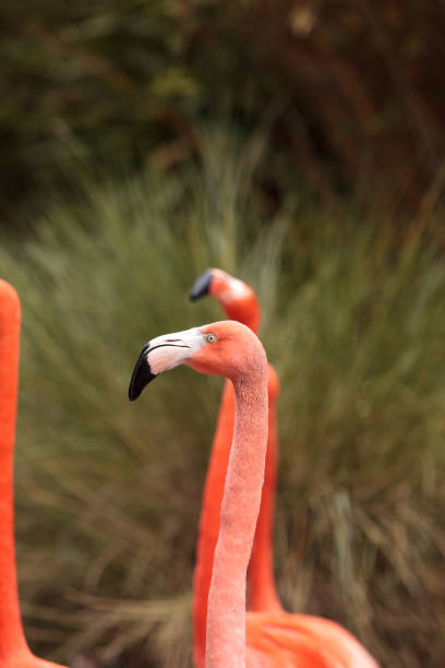 istock Pink Caribbean flamingo 641170296