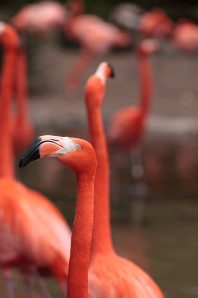 istock Pink Caribbean flamingo 641170496