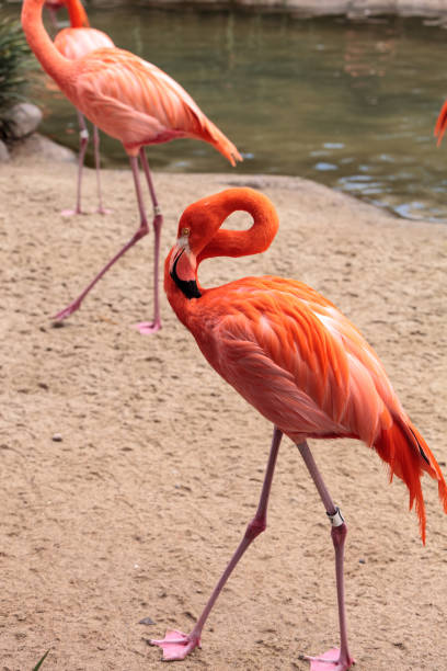 istock Pink Caribbean flamingo 641170564
