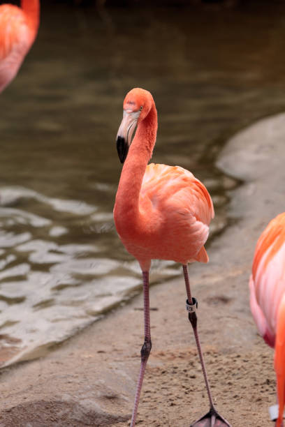 istock Pink Caribbean flamingo 641170650