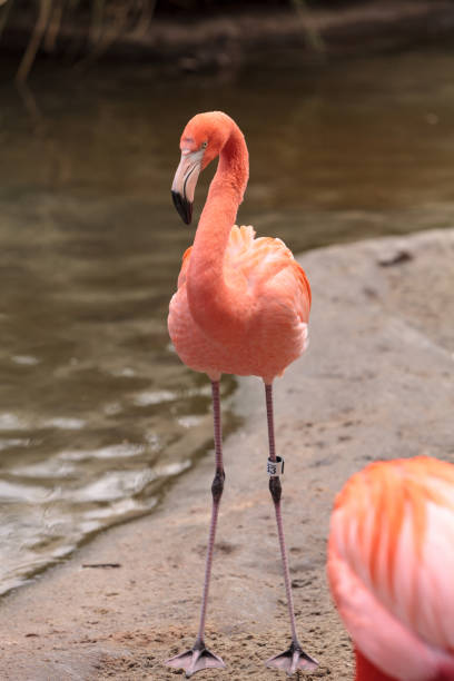 istock Pink Caribbean flamingo 641170658