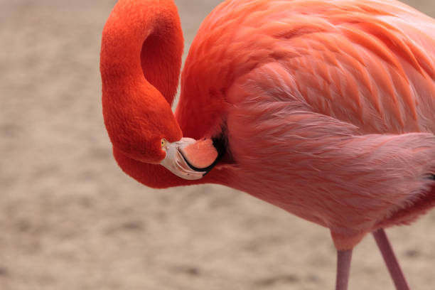 istock Pink Caribbean flamingo 641170682