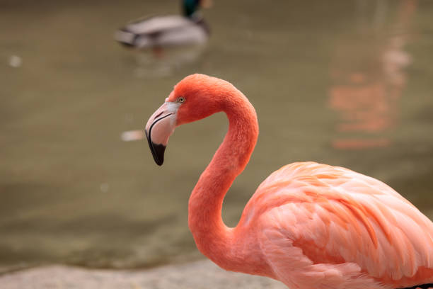 istock Pink Caribbean flamingo 641170690