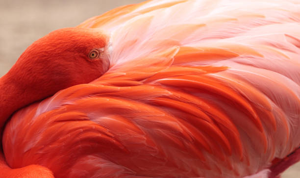 istock Pink Caribbean flamingo 641170812