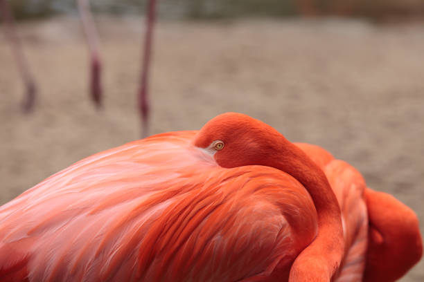 istock Pink Caribbean flamingo 641170924