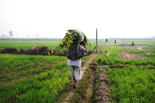 Old man of Indian ethnicity going through green field and carrying silage on his head for domestic cattle.
